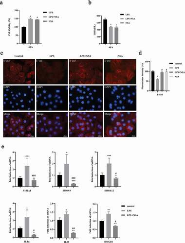 Figure 3. NSA blocked cell death, destruction of epithelial connection as well as DAMPs expression. HIOECs were stimulated with P. gingivalis LPS at 1 µg/mL for 24 h. NSA at 4 µM was applied for 2 h before LPS stimulation. a, b. Data of cell viability and LDH release with or without NSA. c, d. Effect of necroptosis on oral epithelial connection by E-cadherin immunofluorescence staining and bar graph. Red fluorescence indicates E-cadherin protein. Scale bars, 100 µm. e. Gene expression profiles of DAMPs by qPCR. *, Significant difference compared to the control group. #, Significant difference compared to the LPS group. *, P < 0.05. **, P < 0.01. ***, P < 0.001. ****, P < 0.0001.#, P < 0.05. ##, P < 0.01. ###, P < 0.001.