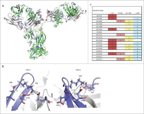 Figure 5. Structural modeling of this mAb reveals a putative mechanism for mediation of non-enzymatic glycation. (A) A three dimensional ribbon model of the mAb. The heavy chain is shown in green while the light chain is shown in gray. Lysine residues are shown in blue, while glycated lysine residues are shown in burgundy. (B) Two views of the K99 glycation hot spot. Two residues on the heavy chain, D98 and D105, and one residue on the light chain, E61, are able to exert an effect on K99. The red coloring on D98, D105 and E61 shows the position of oxygen atoms in the carboxylic acid.