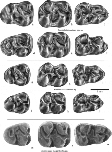 Figure 14. Lower molars of Eucricetodon oculatus,Eucricetodon oculatus, E. ruber from Gözükızıllı-1 E. ruber from Gözükızıllı-1 and E. margaritae from Pareja (Spain). E. oculatus: a GOZ1b-202, b GOZ1b-183, c GOZ1b-162, d GOZ1b-211, e GOZ1b-182, f GOZ1b-161; E. ruber: g GOZ1b-216, h GOZ1b-186, i GOZ1b-166, j GOZ1b-204, k GOZ1b-188, l GOZ1b-167; E. margaritae: m-o