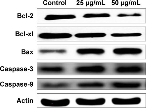 Figure 9 Anticancer effect of Ch-AuNP on apoptotic signaling proteins in AGS gastric carcinoma cell line.Notes: AGS cells were treated with Ch-AuNP (25 and 50 µg) for 24 hours, and dose-dependent changes in the expressions of Bcl-2, Bax, Bcl-xl, and caspase-3 were monitored by Western blotting. β-actin was used as a loading control.Abbreviation: Ch-AuNP, Cardiospermum halicacabum-gold nanoparticles.