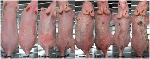 Figure 3. Clinical photographs of hairless albino (Crl:SKH1-h) mice from control (week 1) to week 14. The mice developed erythema and desquamation after 1 week of UV exposure. By 7 weeks, erythematous protruding nodule begins to appear on some mice. The size and numbers of nodules, and the degree of hyperkeratosis increased as UV exposure proceeded.