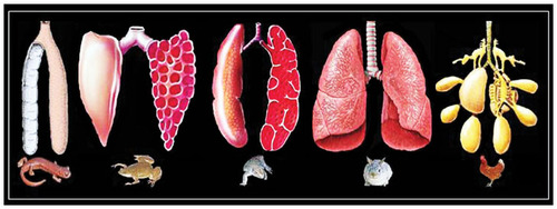 Figure 8 The different morphologies of lungs.