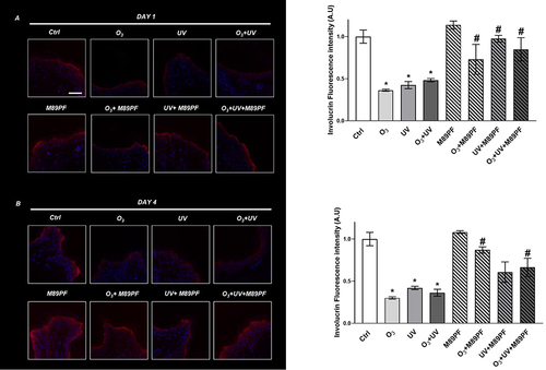 Figure 1 Preventive role of M89PF on the skin barrier-associated protein Involucrin. Involucrin expression levels in skin explants samples exposed to O3, UV, O3+ UV and/or pretreated topically with M89PF for 24h and analyzed at DAY 1 (A) or DAY 4 (B). Magnification 40X. Scale bar 100 μm. Right panels shown the quantification of relative immunofluorescence staining for Involucrin after different treatments (DAY 1; DAY4). Data are expressed as the mean of the three different subjects ± standard deviation. *p≤0.05 Ctrl vs Pollutant; #p≤0.05 M89PF + Pollutant vs Corresponding pollutant. One-way ANOVA followed by Bonferroni post hoc test.