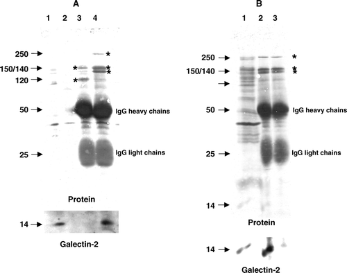 Figure 6.  Coimmunopurification of galectin-2 with sucrase-isomaltase. (A) Aminopeptidase N and sucrase-isomaltase were immunoisolated from Triton X-100-solubilized DRF as described in Methods. After SDS/PAGE, galectin-2 was visualized by immunoblotting before total protein was stained with Coomassie Brilliant Blue. Lane 1; solubilized DRF, lane 2; protein A-Sepharose (control), lane 3; aminopeptidase N-coupled protein A-Sepharose, lane 4; sucrase-isomaltase-coupled protein A-Sepharose. The 150 and 120 kDa subunits of aminopeptidase N are seen in lane 3, and the 250 kDa single-chain sucrase-isomaltase, 150 kDa isomaltase and 140 kDa sucrase are seen in lane 4 (all marked by asterisks). (B) DRFs were solubilized by Triton X-100 as described in Methods and incubated for 30 min at room temperature in the absence or presence of 50 mM lactose before immunoisolation of sucrase-isomaltase. After SDS/PAGE, immunoblotting for galectin-2 was performed before staining for protein. (Asterisks mark the bands of sucrase-isomaltase.) Lane 1; solubilized DRF, lane 2; sucrase-isomaltase immunoisolated in the absence of lactose, lane 3; sucrase-isomaltase immunoisolated in the presence of lactose.