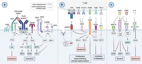 Figure 1. Overview of B cell signaling. A) Signal 1 – antigen interacts with the B cell receptor (BCR) on the surface of B cells to initiate a signaling cascade leading to the downstream activation of transcription factors NFAT, NFκB and AP-1 for the activation of B cells. The signal initiated by the antigen-BCR interaction is strictly regulated by stimulatory (i.e. CD21, CD19) and inhibitory (i.e. CD22, FcγRIIb) receptors micro-clustering with the BCR upon antigen recognition. B) Signal 2 – antigen is internalized, processed, and presented on the B cell on MHC class II molecules to cognate T cells primed earlier in the response, enabling additional signals from T cells to promote B cell proliferation, CSR and SHM. C) Signal 3 – interactions of TNFSF receptors with soluble mediators in the microenvironment (BAFF, APRIL, IL-4) promote B cell survival and suppress apoptosis. Created with Biorender.com