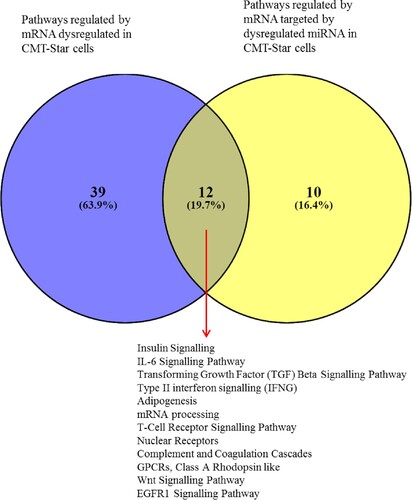 Figure 13. Venn diagram of pathways regulated by mRNA and miRNA in CMT-Star cells. Twelve pathways are commonly regulated in CMT-Star cells from the gene expression microarray results and the miRNA microarray results as shown at the intercept of the Venn diagram; Insulin Signalling, IL-6 Signalling Pathway, Transforming Growth Factor (TGF) Beta Signalling Pathway, Type II interferon signalling (IFNG), Adipogenesis, mRNA processing, T-Cell Receptor Signalling Pathway, Nuclear Receptors, Complement and Coagulation Cascades, GPCRs, Class A Rhodopsin like, Wnt Signalling Pathway, EGFR1 Signalling Pathway.