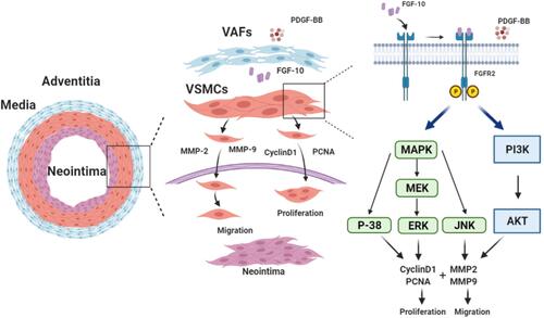 Figure 10 Schematic summary of VAFs-derived FGF10 and FGF10-FGFR2 signaling axis promotes VSMCs proliferation and migration in vitro and the neointima formation in vivo.