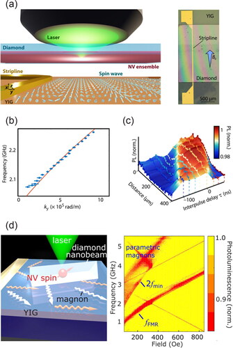 Figure 6. (a) Left: Schematic drawing of the setup. A YIG thin film was placed below a diamond chip, containing NV centres at 20 nm below the surface. NV centres detected the magnetic stray field from the spin waves results from PL drops at certain frequencies. Right: A gold stripline was used to generate spin waves. An external magnetic field was aligned with one of the four possible NV orientations. (b) Spin-wave frequency verse wave number. The red line was the calculated spin-wave dispersion. (c) Normalized NV PL using pulsed control verse distance from the stripline and delay time, showing the spin-wave dispersion in both space and time domains. Reproduced from Bertelli et al., Sci. Adv. 6, eabd3556 (2020). Copyright 2020 Author(s), licensed under a Creative Commons Attribution (CC BY) license. (d) Left: Schematic drawing of using the NV sensor to locally probe the magnons of a YIG thin film. Right: Normalized NV PL as a function of external magnetic field and microwave frequency. The calculated dispersion agreed with the observed features. Reproduced from Lee-Wong et al., Nano Lett. 20, 3284 (2020). Copyright 2020 Author(s), licensed under a Creative Commons Attribution (CC BY) license.