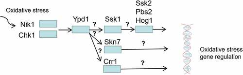 Figure 9. Regulation of oxidative stress response by two-component system. Among the three HPKs Nik1 and Chk1 are required for activation of Ypd1 in response to oxidative stress, then the three RRs (Ssk1, Skn7, Crr1) are activated to regulate oxidative stress by transmitting oxidative stimulation signals to different downstream proteins