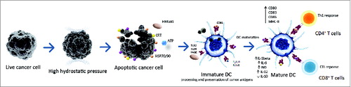 Figure 2. A schematic representation of DC-based vaccine preparation using immunogenic HHP-killed tumor cells. Tumor cells treated with HHP (or other physical ICD-inducing modalities) expose various danger signals, so called DAMPs, in different stages of apoptosis. These DAMPs include calreticulin (CRT), heat shock proteins 70/90 (HSP70/90), HMGB1 and ATP. These molecules bind to respective cognate receptors like CD91 (for CRT/HSPs), TLR2/TLR4 (for HMGB1 or HSP70), P2RX7/P2RY2 (for ATP), respectively, on the cell surface of DCs. This leads to an enhanced engulfment of tumor cells and DC maturation characterized by upregulation of costimulatory molecules such as CD80, CD83, CD86 and HLA-DR, and by a distinct pro-inflammatory cytokine pattern. Activated DCs efficiently present tumor-specific antigens in the context of MHC class I and II molecules to T cells, inducing antitumor CD4+ and CD8+ T cell responses. Abbreviations: ATP, Adenosine triphosphate; CRT, calreticulin; CTL, cytotoxic T lymphocytes; DAMPs, danger-associated molecular patterns; DC, dendritic cell; HHP, high hydrostatic pressure; HMGB1, high mobility group box 1 HSP70, heat shock protein 70; HSP90, heat shock protein 90; ICD, immunogenic cell death; P2RX7, P2X purinoceptor 7; P2RY2, P2Y purinoceptor 2; RAGE, receptor for advanced glycation endproducts; TLR, toll like receptor.