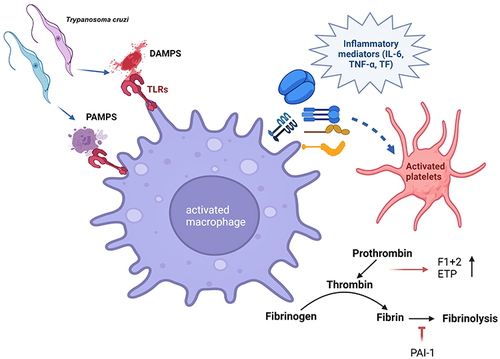 Figure 4 Trypanosoma cruzi–macrophage interactions and induction of thrombosis. T. cruzi releases pathogen- associated molecular patterns (PAMPs), and T. cruzi-mediated cellular injury generates damage-associated molecular patterns (DAMPs). Macrophage uptake of PAMPs and DAMPs through Toll-like receptors (TLRs) may signal the release of inflammatory mediators, eg, IL6, TNFα, and tissue factor (TF) to induce the activation of platelets and coagulation cascade. Increase in prothrombin fragment F1+2, endogenous thrombin potential (ETP), and PAI1 is noted in Chagas disease. Figure created using BioRender.