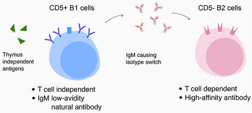 Figure 1 The possible pathogenetic mechanism of different B cell response in patients receiving AB0i kidney transplant. Thymus-independent antigens may cause the switch from B1 cells producing low avidity IgM to B2 cells able to produce high levels of complement-fixing IgG1, which can predispose to rejection.