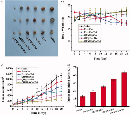 Figure 10. In vivo antitumor activity of NMs in tumor-bearing nude mice. (a) Tumor size. (b) Changes in the body weights of mice with time during treatment. (c) Changes in tumor volume over time. (d) The tumor inhibiting rate of different treated groups.