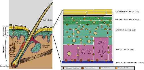 Figure 1. The skin and epidermis: The skin is made up of the epidermis, underlying dermis and its associated appendages (hair follicles and sebaceous glands). The epidermis is a stratified squamous epithelia comprising of a proliferative basal layer (BL) and post-mitotic cells that make up the Spinous, Granular and Cornified layers.