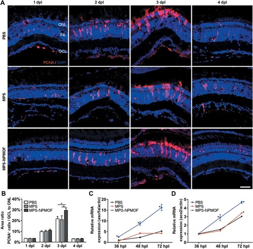 Figure 7 Cell proliferation of light-lesioned retina following injection of MPS-NPMOF. (A) PCNA staining in sections taken from retinas at 1, 2, 3 and 4 dpl. (B) Statistical analysis of the percentage of PCNA-positive cells from GCL to ONL. There was a significantly higher percentage in the MPS-NPMOF group than in the PBS and MPS groups at 3 dpl (ANOVA, *p<0.05). (C and D) The expression of ascl1a and sox2 mRNA. Note that ascl1a was increased in the MPS-NPMOF group at 36, 48 and 72 hpl, while sox2 was increased at 48 and 72 hpl (ANOVA, *p<0.05). Scale bar in (A): 20 μm.Abbreviations: ONL, outer nuclear layer; INL, inner nuclear layer; GCL, ganglion cell layer.