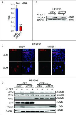 Figure 3. TET1 promotes H2A.x phosphorylation in non-tumorigenic cells. (A) qRT-PCR was conducted to measure TET1 knockdown following transduction with lentivirus encoding empty vector (shEV) or shRNA construct targeting TET1 in HEK293 cells. TET1 mRNA levels are relative to GAPDH and normalized to shEV control. Asterisks indicate significance by Student's t-test and error bars are SEM. We performed 3 technical replicates and 3 biologic replicates. P = 0.0046. (B) Western blotting of γH2A.x levels in HEK293 cells following 18 h of 3 µM camptothecin or vehicle exposure. GAPDH levels were used as loading control and blots are representative of 3 independent experiments. (C) Immunofluorescent staining of γH2A.x foci in HEK293 cells treated with 3 µM camptothecin or vehicle for 18 h. DAPI (blue) and γH2A.x (red) are shown at 40x magnification and images shown are representative of 3 independent experiments. (D) Western blotting of γH2A.x levels in control or TET1-deficient HEK293 cells. Cells were exposed to 3 µM camptothecin or vehicle for 18 h following transfection with control or TET1 catalytic domain (TET1-cd) expression vectors. FLAG was used to validate overexpression of FLAG-tagged TET1-cd and total H2A.x levels and GAPDH levels are shown as loading controls. Blot shown is representative of 2 independent experiments.