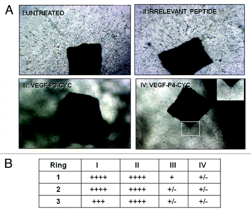 Figure 3. Inhibition of microvascular-like outgrowth in the aortic ring angiogenesis assay by VEGF peptide mimics. Mouse aortic rings were incubated for 10 d with 100 µg/mL peptides or controls as in Figure 2A. Note the robust outgrowth in controls and the strong inhibition by the peptides. In IV, the insert is a higher magnification showing the limited amount of residual sprouting. Photos were taking using phase contrast microscopy with original magnification at 20X. In (B), outgrowth estimation was done using the brightfield microscope. + indicates presence of growth and table shows the number of rings per treatment group. I-IV are same as in (A).