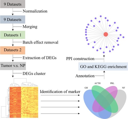 Figure 1 The workflow of microarray data integrating and subsequently analyzing in this study. Nine datasets were analyzed in the study after normalization and batch effect removal, the DEGs were extracted by pairwise comparison (GH-NP, ACTH-NP, PRL-NP, NF-NP), and the visualization of clustered results showing with heatmap, respectively. The specific markers and common markers obtained from the DEGs overlap by the Venn diagram. Each specific and common marker was functionally characterized using gene ontology (GO) and Kyoto Encyclopedia of Genes and Genomes (KEGG) database. Then, protein–protein interaction network and network modules were constructed.