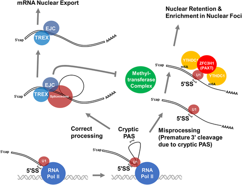 Figure 3. Misprocessing results in the preservation of splicing signals, which promote nuclear retention. Properly processed mRnas are compared to misprocessed mRnas that generate IPA transcripts. Note that the IPA transcript contains both an intact 5’SS due to the failure of splicing, and m6A modifications, due to the lack of deposited EJCs, which normally inhibits m6A modifications around the splice site. This could be due to the EJC sterically preventing the methylatransferase from accessing the mRNA (as depicted in the figure) or by the recruitment of demethylases such as ALKBH5.