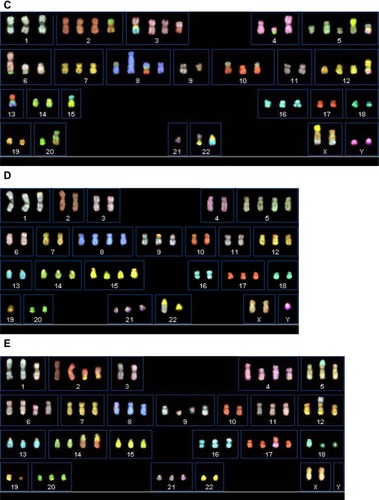Figure 7 Spectral karyotyping images of all the cell lines.