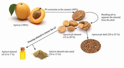 Figure 4. Apricot pit valorization process