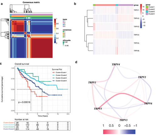 Figure 1. Non-negative matrix factorization (NMF) cluster analysis. (a) Kidney renal clear cell carcinoma (KIRC) patients can be divided into four clusters, respectively cluster 1, cluster 2, cluster 3, and cluster 4. (b) Heatmap of the expression of the TRPV family in different clusters. The darker the red, the higher the gene expression, and the darker the blue, the lower the gene expression. (c) Survival curve of different clusters. The prognosis of these clusters is different (P < 0.001). The prognosis for Cluster 1 is poor, while that for Cluster 3 is better. (d) The interaction network of TRPV family members. The relationship between TRPV5 and TRPV6 was the strongest and positively correlated, while that between TRPV3 and TRPV1 was positively correlated and that between TRPV3 and TRPV4 was negatively correlated.