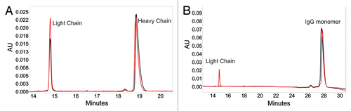Figure 3. Electropherograms for reducing (A) and non-reducing (B) SDS capillary gel electrophoresis experiments. In each electropherogram, a monomer-enriched sample (black) containing 99.5% monomer, 0.5% dimer and a shoulder-enriched sample (red) containing 93.4% shoulder, 1.7% monomer, and 4.9% dimer are overlaid to highlight the differences between the two species.