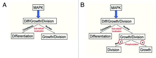 Figure 6. Model of MAPK signaling. (A) Previous literature suggested that the subcellular localization of MAPK regulates the difference between growth and division and differentiation in developing fly wing and eye cells. (B) Modified model to incorporate additional regulation of growth and division by the phosphorylation status of the MAPK protein.