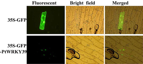 Figure 6. PtWRKY39-GF fusion protein located in onion epidermal cells