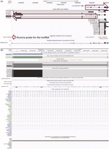 Figure 3. Genomic structure and evolutionary conservation of mRNA–lncRNA sense–antisense pairs. (A) Sense–antisense transcriptional units and cognate Illumina® probe positions at the SOCS2--AK054607 locus. Arrows indicate: the differentially-expressed lncRNA probe (bottom), and genomic boundaries of the antisense and sense transcriptional units (middle and top, respectively). (B) Multi-species sequence alignment of a splice acceptor site in an intron of AK054607. The splice site is on the antisense strand, corresponding to sense strand nucleotides AG. Obtained from the UCSC Genome Browser. (C) The LMCD1 transcriptional unit and its downstream sense-strand neighbor, lncRNA NR_024065 (synonym: LINC00312). Arrow indicates the differentially-expressed Illumina® probe corresponding to this lncRNA.