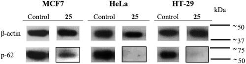 Figure 5. Western blot analysis of autophagosome marker p-62, on MCF7, HeLa and HT-29 cell extracts after 24 h of treatment with compound 25 at 175 nM. β-actin constitutive protein was used as an internal control. Control cells were run in parallel.