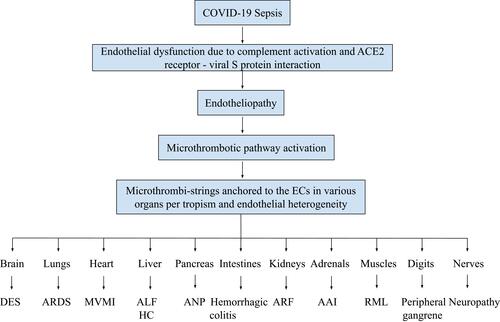 Figure 4 Pathogenesis of multiorgan dysfunction syndrome in COVID-19.