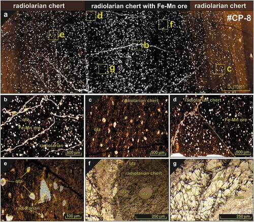 Figure 4. Photomicrographs of thin- and polished-sections. a radiolarian-rich host rock and Fe-Mn ore. All radiolarians are recrystallised to quartz, b Reddish-brownish slightly bioturbated radiolarite and quartz veinlets, c radiolarian test filled with quartz in the inner parts, d sharp contact between radiolarian chert and Fe-Mn ore, e Some radiolarians filled by quartz, f-g Fe-Mn ore consisting of haematite (hem), pyrolusite (pst), braunite (brt) and quartz (qtz) within the host rock