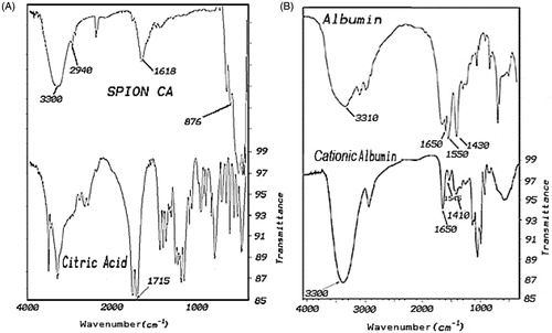 Figure 4. (A) FTIR of citric acid and citrate-capped iron oxide nanoparticles. (B) FTIR of albumin and cationised albumin.