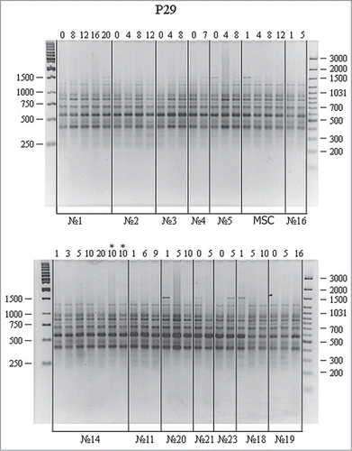 Figure 1. RAPD analysis of DNA from cell cultures at different passages using the P29 primer. A 100 bp Ladder+ and a 1 kb Ladder (Fermentas) were used as molecular weight markers. Culture nos. 1–5, adipose-derived stromal cells; MSCs, mesenchymal stem cells; nos. 11, 14, 16, 18–21, and 23, skin fibroblasts; lanes 1–20, different passages; ‘*’ indicates that the cell line was cultured on different medium; nos.1–23, cell cultures obtained from different donors.