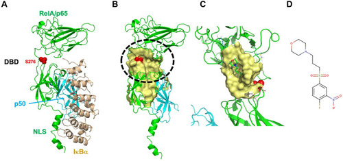 Figure 2 Three-dimensional structure of RelA with putative binding of CRL1101: (A) Resting state of RelA (green) is found in complex with p105 (p50 is shown (cyan)) and the Ankyrin repeat of IκBα (light brown color) which sequesters the NLS of RelA preventing nuclear translocation of RelA-p50 protein complex. The DNA binding domain (DBD) is located at the N-terminus, while the nuclear localization signal (NLS) motif is located at the C-terminus. Key phosphorylation site, S276 is shown as red sphere model (B) Inhibitor-binding pocket is show in surface representation (Yellow). Location of S276 is shown in red (C) Closeup look at the binding of CRL1101 (shown in stick representation; carbon, nitrogen and oxygen are shown in green, blue and red colors, respectively) binding to RelA (yellow surface). Partial structure of p50 is shown in cyan color (D) Chemical structure of CRL1101 is shown. Pictures were created using Pymol.Citation27,Citation46