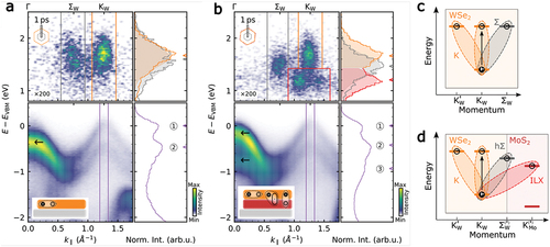 Figure 6. Energy- and momentum-resolved photoemission data collected on monolayer WSe2 (a) and twisted heterobilayer WSe2/MoS2 (b). a in the occupied regime, the electronic band structure of monolayer WSe2 is characterized by the spin-split valence bands at the K valley and the energetically lower lying valence band maxima at the Γ valley (horizontal arrow). Photoemission signatures of optically bright and dark intralayer excitons are detected at higher photoelectron energies (cf. EDCs taken in the colored regions-of-interest). b Interlayer hybridization leads to a renormalization of the valence band structure and the formation of a split valence band at the Γ valley (horizontal arrows). At higher energies, photoemission yield from intralayer K- (orange) and hybrid hΣ (grey) excitons, as well as interlayer ILX (red) is detected. c, d Electron-hole picture of the low energy exciton landscape of monolayer WSe2 (c) and heterobilayer WSe2/MoS2 (d). Panels adopted from ref.  [Citation51] under Creative Commons Attribution License 4.0 (CC BY).