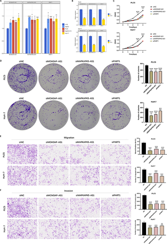 Figure 9 Downregulation of MCM3AP-AS1, MAPKAPK5-AS1 and PART1 suppressed HCC cell proliferation, migration and invasion. (A) Expression levels of MCM3AP-AS1, MAPKAPK5-AS1 and PART1 in normal hepatic cell and hepatocellular carcinoma cell lines by RT-qPCR. (B) Relative expression level of siNC and siRNA in PLC5 and HuH-7 cell lines by RT-qPCR. (C) The ability of cell proliferation was evaluated by CCK-8 assay in PLC5 and HuH-7 cell lines. (D) The ability of cell proliferation was evaluated by CCK-8 assay in PLC5 and HuH-7 cell lines. (E–F) The abilities of cell migration and invasion were evaluated by transwell assays in PLC5 and HuH-7 cell lines. (E) Migration ability. (F) Invasion ability. Error bars showed the SD from three independent experiments. ** P < 0.01, *** P < 0.001.