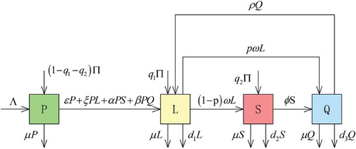 Figure 1. Transfer diagram for the drinking model.