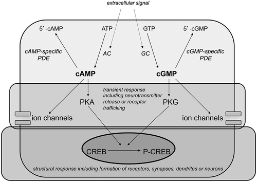 Figure 2. Mechanism of action of PDE inhibitors. An extracellular signal (e.g. neurotransmitter or hormone) activates adenylate cyclase (AC) and guanylate cyclase (GC), which produce their corresponding cyclic nucleotides out of ATP and GTP, respectively. cAMP activates protein kinase A (PKA) and cGMP activates protein kinase G (PKG). Both PKA and PKG can phosphorylate other enzymes or transcription factors such as CREB in the nucleus. Besides gene expression, cAMP and cGMP also regulate cAMP- and cGMP-gated ion channels, respectively, which depolarize the synaptic terminals. Eventually, these processes will result in a cellular response, e.g. neurotransmitter release, receptor trafficking, synapse formation, dendritic formation or neurogenesis. Phosphodiesterases (PDEs) hydrolyze cAMP and/or cGMP leading to the formation of the inactive 5ʹ-cAMP and 5ʹ-cGMP, respectively. PDE inhibitors are selective for cAMP and/or cGMP degrading PDEs, and thus can specifically influence the cellular response of a biological system, in this case brain circuitry implicated in cognitive processes and neuroprotection.