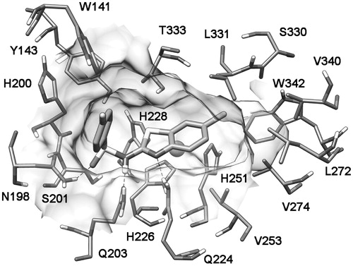 Figure 3. Minimized average structures of compound 7 docked into CA IX.