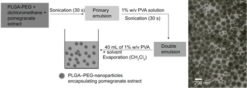 Figure 1 The synthesis and TEM characterization of PLGA–PEG NPs encapsulating PE.Abbreviations: PLGA–PEG, poly(lactic-co-glycolic acid)–poly(ethylene glycol); PVA, polyvinyl alcohol; NPs, nanoparticles; PE, pomegranate extract; TEM, transmission electron microscopy.