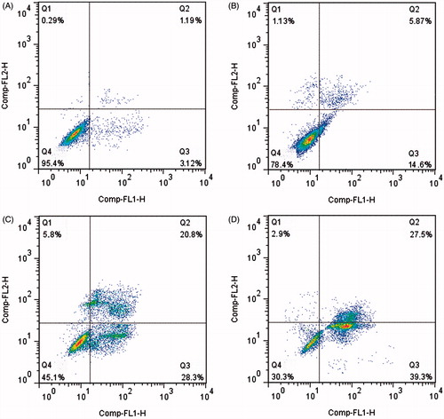 Figure 3. Flow cytometric analysis of A549 cells apoptosis following exposure to puerarin 6″-O-xyloside (POS). A549 cell lines were treated POS (10, 20 and 40 μM) for 32 h. The flow cytometry assay was performed to determine the apoptosis rate by Annexin-V/PI double-staining. (A–D) The control, 10, 20 and 40 μM groups.