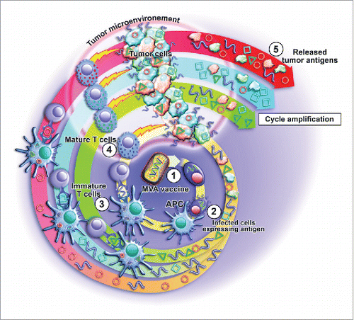 Figure 1. Mechanism of action of MVA vaccines at cellular levels. Infection of cell (1), followed by intervention of professional APC (2) and presentation of viral components including antigenic transgene (3). After priming and maturation, effectors T cells home into the site of the tumor and (exert their cytolytic action on tumor cells presenting the targeted antigen (4). As a consequence, tumor cell death might release other cancer antigens that then lead to spreading of the response (5). We could demonstrate this phenomenon in the case of TG4010, a MVA-based vaccine used in patients with NSCLC.