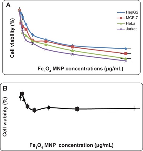 Figure 2 (A) The cytotoxic effect of Fe3O4 MNPs on various cancer cell lines after 72 hours of treatment evaluated by mitochondrial activity using the MTT assay. Each point represents the mean value of three replicates. (B) The cytotoxic effect of Fe3O4 MNPs on a normal Chang human liver cell line after 72 hours of treatment evaluated with MTT assay. Each point represents the mean value of three replicates.Abbreviations: Fe3O4 MNPs, magnetic iron oxide nanoparticles; MTT, 3-(4,5-dimethylthiazol-2-yl)-2,5 diphenyl tetrazolium bromide.