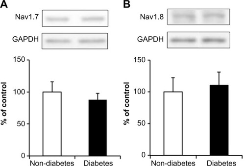 Figure 3 The protein levels of Nav1.7 (A) and Nav1.8 (B) in the dorsal root ganglion of nondiabetic and diabetic mice.