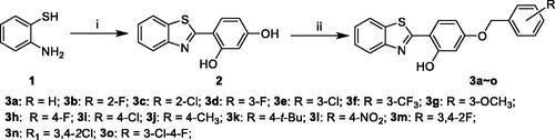 Scheme 1. Synthesis of 2-(4-(benzyloxy)-5-(hydroxyl) phenyl) benzothiazole derivatives (3a–o). Reagents and conditions: (i) 2,4-dihydroxybenzaldehyde, Na2S2O5, DMF; (ii) corresponding substituted benzyl chlorides or benzyl bromides, NaHCO3, KI, CH3CN, at 60 °C for 30 h.