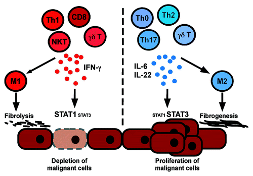 Figure 1. A model of cancer-promoting and cancer-inhibitory liver inflammation. Tumor-suppressive inflammatory liver infiltrates are characterized by high content of IFNγ-secreting lymphocytes (Th1, CD8 T, NK and NKT cells), sustained activation of the STAT1 pathway in hepatocytes, macrophage polarization toward an M1 phenotype and fibrolysis. In contrast, tumor-promoting liver infiltrates are characterized by high content of IFNγ non-producing or interleukin-22 producing lymphocytes, interleukin-6 secretion by various cell types, macrophages with M2 phenotype, sustained STAT3 activation in hepatocytes, fibrogenesis and angiogenesis.