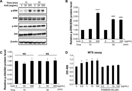 Figure 2 Hachimijiogan (HJG) promotes C2C12 cell proliferation via the ERK1/2 signaling pathway.