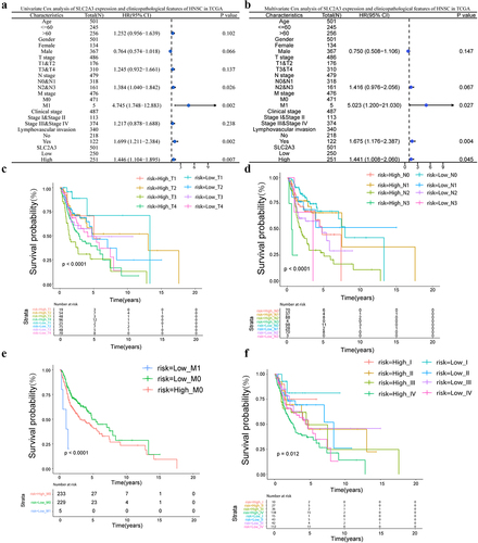 Figure 2. SLC2A3 expression was associated with the clinicopathological features of HNSC based on TCGA. (a) Univariate and (b) multivariate Cox analyses of SLC2A3 expression and clinicopathological variables. Kaplan – Meier analysis of overall survival for patients showed significant differences between high and low SLC2A3 expression groups with (c) T stage (d), N stage (e), M stage and (f) clinical stages.